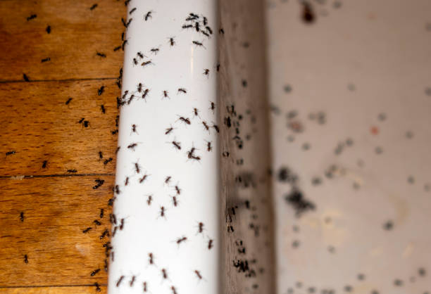 Best Pest Control Treatment  in Salina, UT